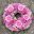 florist near Poole free delivery | Pink Wreath